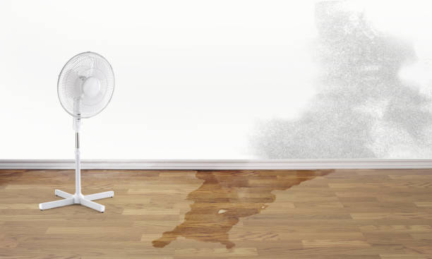 Best Water damage contractors near me  in Carlisle, OH